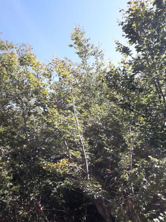 Дома для отпуска Eko katun Kolijevka Беране-15